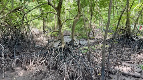 Mangrove forest in Lumut Malaysia, trees in mangrove city park