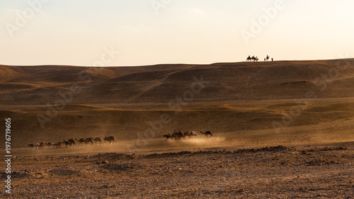Schilderij op canvas Giza Desert Camel Caravan (Dusk Silhouette)