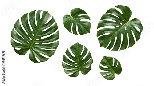Obraz na plátne Arrangement of several lush green tropical Monstera Deliciosa leaves with natural texture