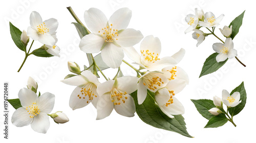 Fotografie Multiple delicate jasmine flower branches with white blossoms.