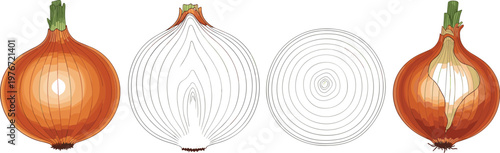 Onion illustration set featuring whole bulbs, cross section, and ring slices with detailed layered vegetable structure in vector style