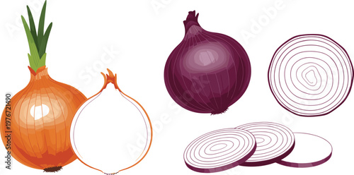 Onion illustration set featuring yellow and red bulbs, cross section, slices, and rings with detailed vegetable elements in vector style