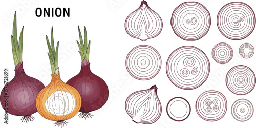 Onion illustration set featuring whole bulbs, cross sections, rings, and layered slices with detailed vegetable elements in vector style