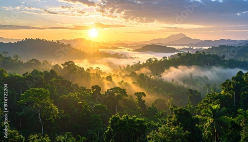 Aerial view of a misty tropical forest at sunrise (1)