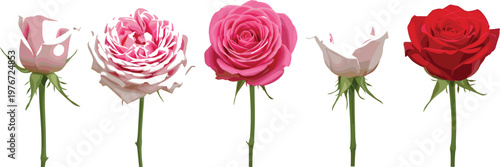 Rose variation illustration set featuring different blooming stages and colors including pink and red flowers in realistic floral vector style