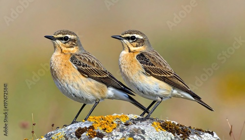 Two small birds on a rock