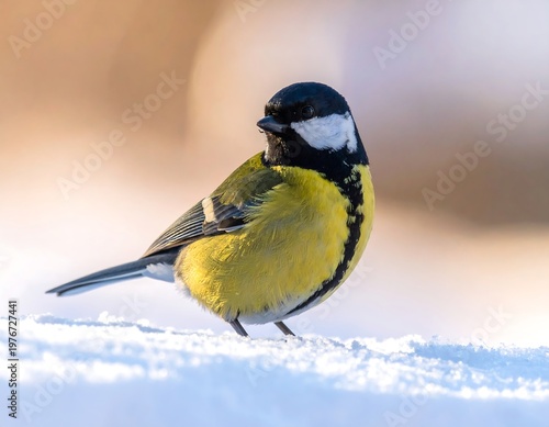 Close-up of a great tit bird on a snowy surface with blurred background