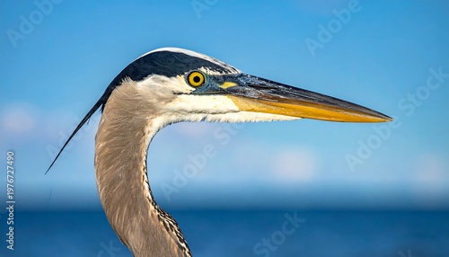 Close-up of a Great Blue Heron head with detailed plumage and yellow eye