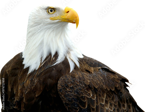 Bald Eagle Isolated On Transparent Background