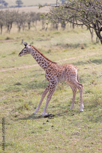 Fotografie Baby Giraffe Standing Up
