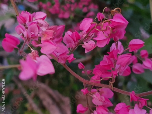 pink flowers in the garden