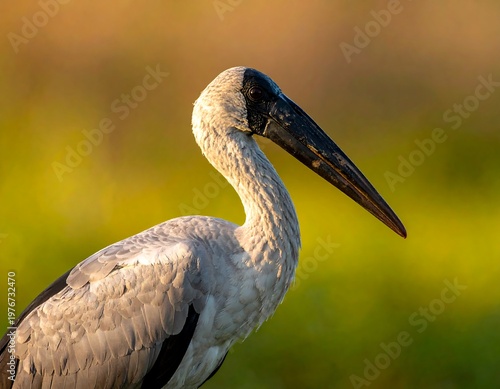 Close-up of a grey and black bird with long beak against green and gold backdrop