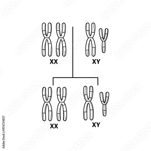 Punnett square genetic inheritance diagram with XX and XY chromosomes illustration
