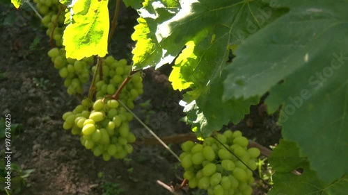 Large bunches of grapes ripen against a background of greenery. Ripe grapes grow on bushes. Bunch of grapes before harvest. Juicy and tasty big bunches of ripe grapes on plantation bushes.