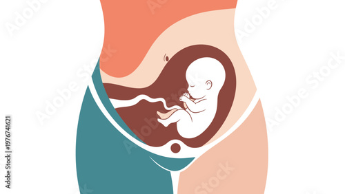 Medical illustration showing a developing fetus inside a mother's womb during the second or third trimester of pregnancy.