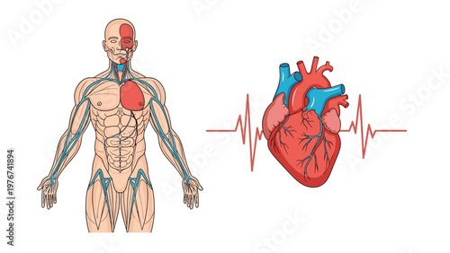 Anatomical illustration of the human body showing veins and arteries next to a detailed and realistic human heart.