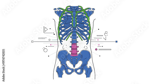 Anatomical illustration of a human skeleton torso showing ribs, spine, and pelvis with colorful highlighted sections.