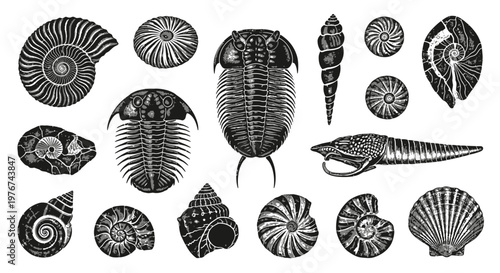 Prehistoric Marine Fossil Collection Vector Illustration featuring Trilobites and Ammonites