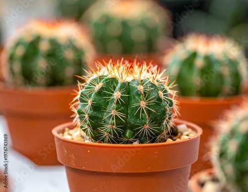 Close-up of green cactus in a brown pot, surrounded by others, blurred background