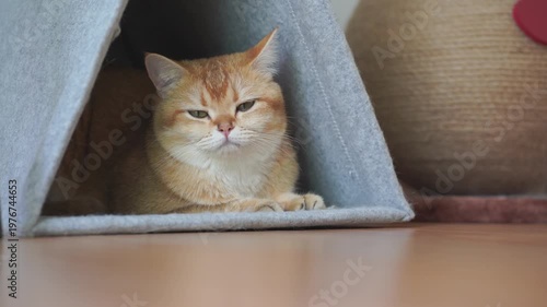 pet care concept with play and happy feeling with british cat in living room 