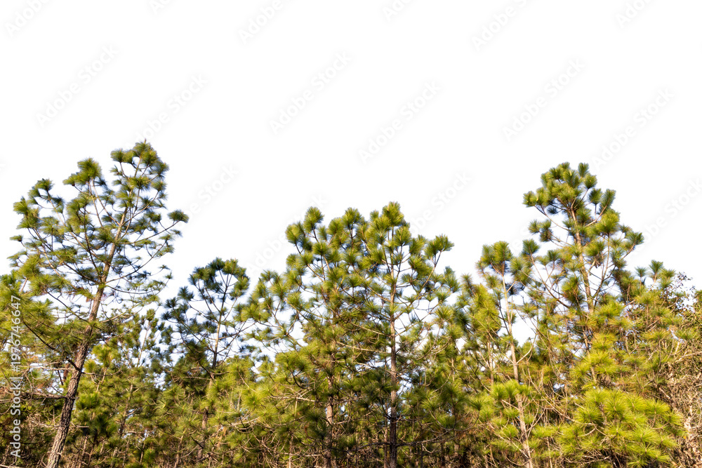 Fototapeta premium A blossoming cherry tree branch with fresh green leaves and white flowers grows toward the blue summer sky in a sunny spring garden landscape