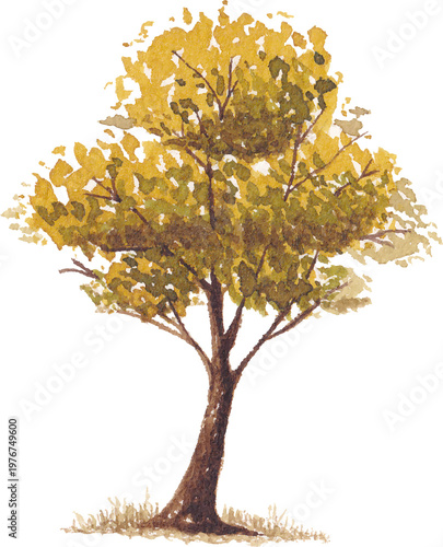 Tree clipart watercolor style nature design element