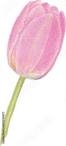 Tulip watercolor flower clipart soft floral design botanical art
