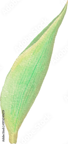tulip leaf watercolor branch foliage illustration natural element