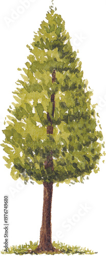 Tree illustration hand drawn watercolor botanical art