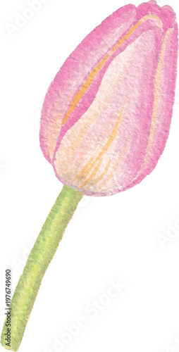Tulip watercolor floral clipart delicate flower botanical design