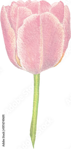 Tulip watercolor floral illustration botanical flower element isolated
