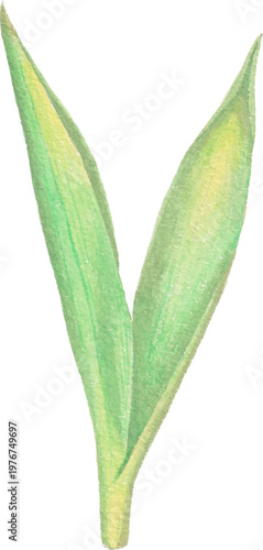 leaf watercolor branch foliage illustration natural element