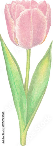Tulip watercolor floral element elegant spring flower illustration