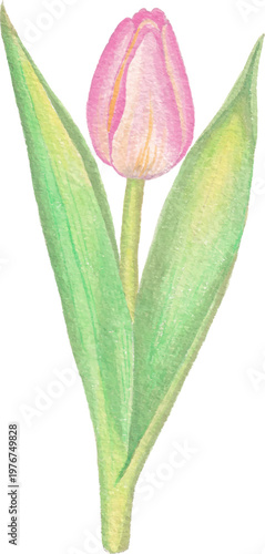 Tulip watercolor flower clipart spring floral design element
