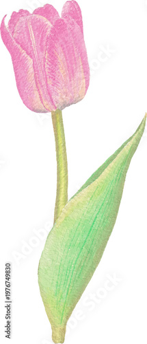 Tulip watercolor floral element botanical bloom soft pastel