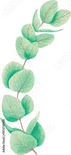 leaf watercolor botanical element greenery illustration clipart