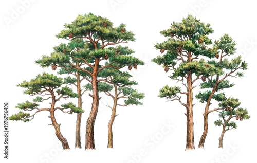 Watercolor pine tree stand set isolated botanical illustration