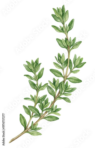 Watercolor thyme sprig isolated botanical herb illustration
