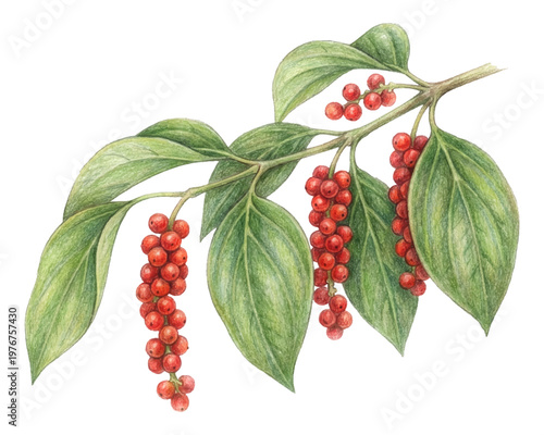 Watercolor red peppercorn branch isolated spice illustration