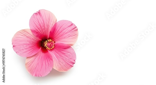 Vibrant pink hibiscus flower isolated on clean white background
