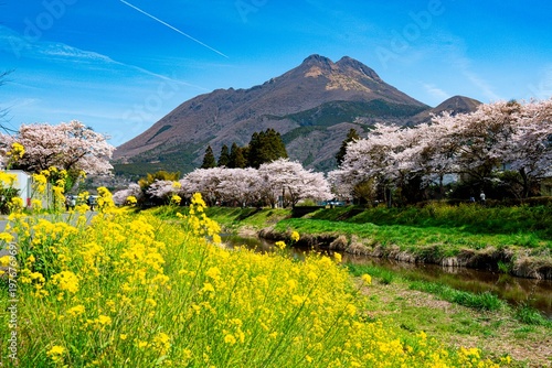 由布院の桜並木