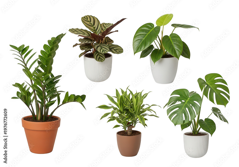 Obraz premium Collection of various indoor potted plants featuring different foliage shapes and leaf patterns