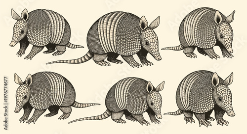 Set of six vintage armadillo illustrations with detailed ink stippling and cross-hatching, depicting various side profile poses of the armored mammal on a plain light background.