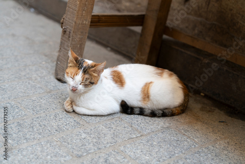 Cat relaxing-Morocco