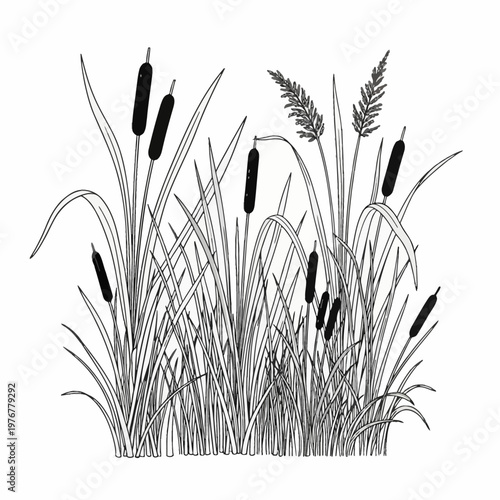 Black and white line drawing of cattails and wetland reeds isolated on white background. Botanical illustration of bulrushes and aquatic marsh grass with tall stems and flower spikes.