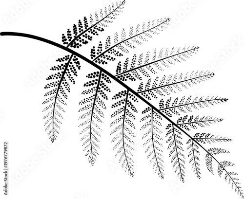 Black and white detailed fern frond with delicate dotted pattern white background
