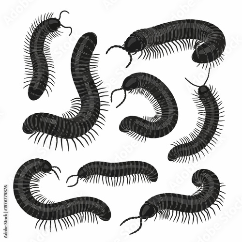 Collection of detailed black millipede silhouettes in various poses, featuring segmented bodies, numerous legs, and antennae, isolated on a white background for vector design.