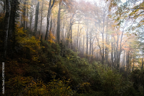 Misty morning in the forest
