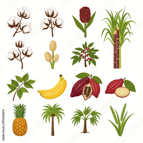 Set of agricultural crop illustrations featuring cotton bolls, coffee plant branches, sugarcane, banana bunches, cacao pods, pineapple fruit, palm trees, and grain stalks on white background.