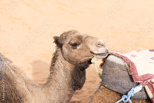 Sahara Desert Camel-Morocco